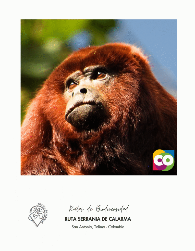 RUTA SERRANIA DE CALARMA