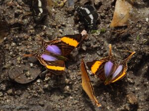 WhatsApp Image 2025-11-21 at 09.12.35 (1)